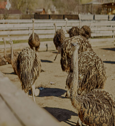 ostriches for sale
